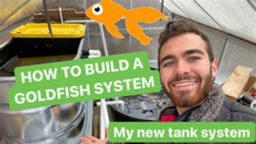 How to Build an Above-Ground Goldfish Pond – My Upgraded Greenhouse System