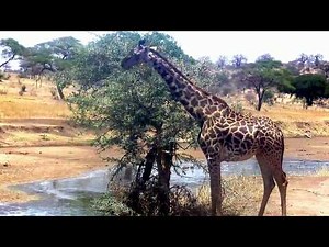A Giraffe feeds on tree leaves in Northern Tanzania, East Africa