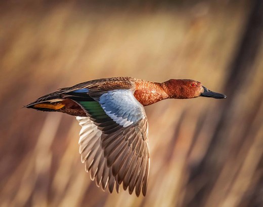 Duck Hunting Season in New York: Season Dates, Bag Limits and More