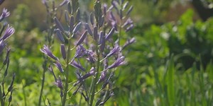 Sniffling and sneezing? The main culprit for fall allergies