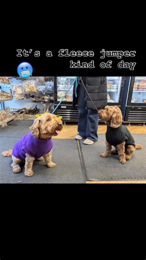 Plenty of fleece jumper with or without ‘legs’ in stock . We even do specific dachshund & French bulldog fit too | Leominster Pet Centre