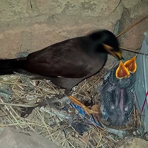 27K views · 4.1K reactions | Myna feeding a piece of bread to her babies | Review Bird Nest | Facebook
