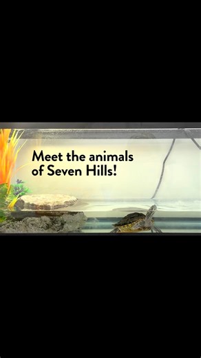 29 reactions · 4 comments | Say hello to Macaroni, the Mississippi map turtle in Lotspeich reading specialist Katie Leezer’s class. She’s a curious turtle who loves being around kids! Which class pet or reading buddy should we feature next?  | The Seven Hills School | Facebook