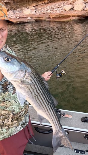 Chasing stripers under that desert sun! Lake Powell didn’t disappoint—schools of hungry bass hitting swim baits like clockwork. Glassy water, red rock cliffs, and nonstop action. Doesn’t get much better.” #LakePowell #StripedBassFishing #SwimBaits #FishingLife #DesertFishing #BassFishing #FishingAddict #CatchAndRelease #outdoors #utah #bigfish #trout #bassfishingnation #boat #follow | Hooked On Utah