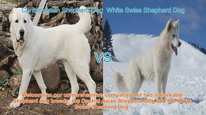 Comparing Central Asian Shepherd Dog and White Swiss Shepherd Dog