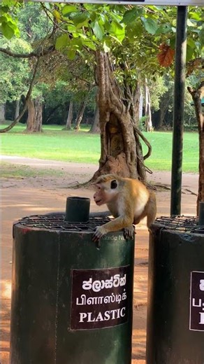 A familiar face of the wild, found only in Sri Lanka… 🇱🇰🐒❤️