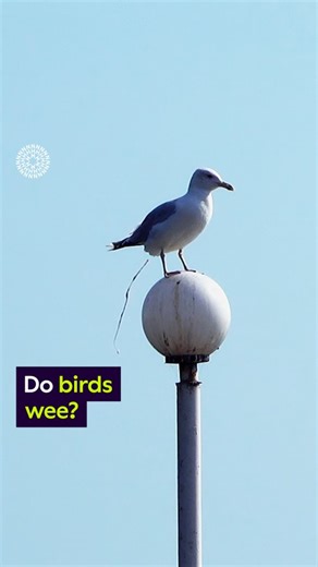7.2K views · 64 reactions | Whether it’s hitting our cars (annoying), ourselves (unthinkable) or our loved ones (let’s face it, quite funny), we all dread the white splatters that the birds above rain down on us. But is it that splatter pee or poo?  NHM scientist Alex Bond is here to answer the big question in this week’s #SurprisingScience ️ #Birds #NaturalHistory #Poo #Pee #Science #Biology #Guano | Natural History Museum, London | Facebook