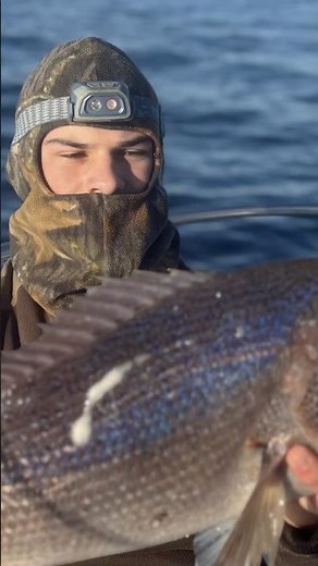 Magnifique pêche du denti en Corse !!! #pêche #fishing #fish #fishingvideo #pêcheur #fishinglife