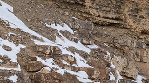 You have the eyes of a hawk if you can spot the snow leopard in three seconds