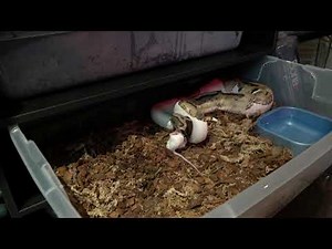 Pythons striking compilation / warning live feeding