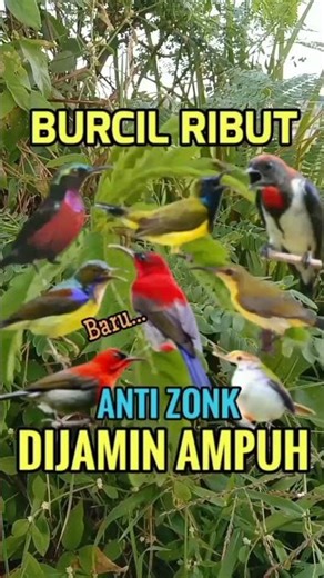 Suara pikat burcil ribut 100% ampuh#shorts #pikatburung #birds #suarapikat #sogon #suarapikatburcil