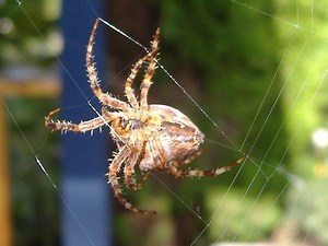 Spider silk - Alchetron, The Free Social Encyclopedia