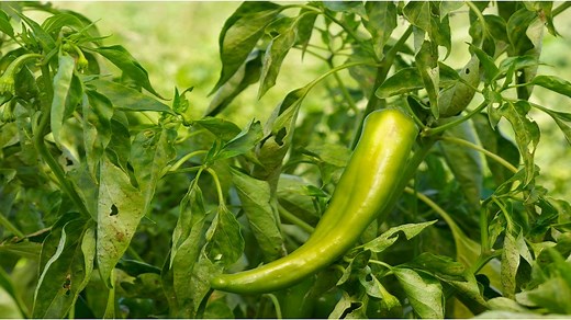 18 Recipes That Make Anaheim Peppers The Star Of The Show - Whimsy & Spice