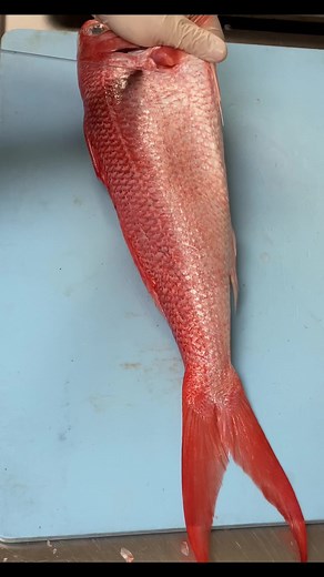 How to Fillet Queen Snapper: Easy Recipe for Delicious Dinner Food