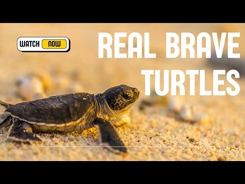 Real Sea Turtles in the Wild 🐢 | Meet Brave Baby Turtles on Their Journey to the Sea!