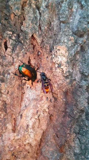 등검은말벌과 풍이 ツマアカスズメバチとカナブン Asian Hornet and Drone Beetle #말벌 #スズメバチ #풍이 #カナブン #hornet #beetle