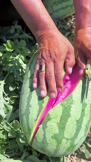 1.8M views · 9K reactions | Unboxing Semangka Ungu #inyorahmat | Inyo Rahmat | Facebook