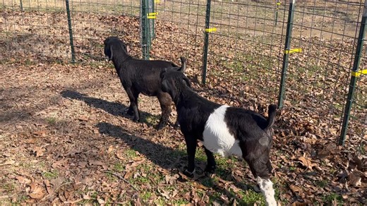 These are the last two bucklings we have until the end of the month when we start kidding again. | RRM Farms Boer Goats