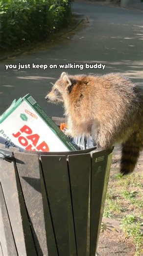 Raccoon Trash Pizza