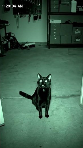 Cats SAY Meow Really Loud?