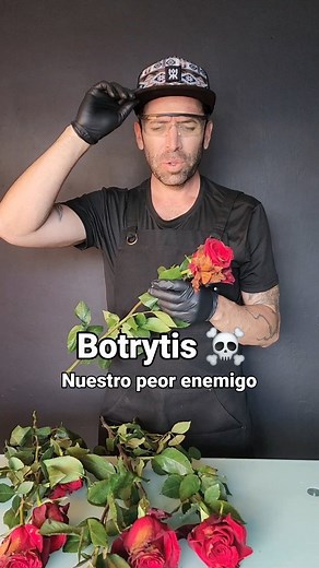 78K views · 78 reactions | La botrytis en rosas es una enfermedad causada por el hongo Botrytis cinerea. También conocida como moho gris, es una de las enfermedades más comunes que afectan a las rosas. Se manifiesta como manchas necróticas en los pétalos, tallos y hojas de las rosas. Aprende a reconocerla #floreria #floristería #floristerias #botanica #tips #rosas #botrytis #farms #floricolas | Gabo de las flores | Facebook