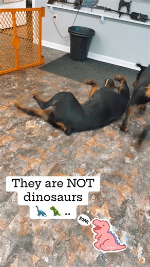 All day some days… #dinosaur #dogdays #rottweiler | Yoder Barns & Outdoor Creations LLC