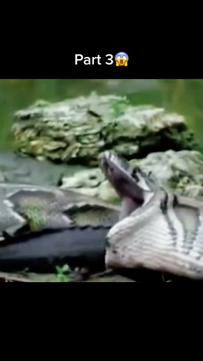 Anaconda Eating Crocodile: Wild Animals Encounter