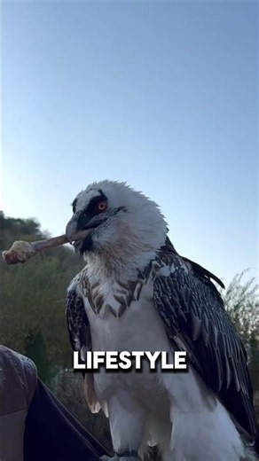 This Vulture Diets on 90% Bones! 🦴🦅 (Lammergeier) #nature