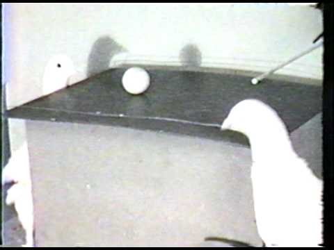 When Things Click: The Power Of Judgment-Free Learning