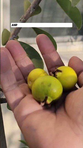 Growing Lemon Guava: The Most Delicious Fruit for Your Garden!