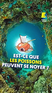 9.4K views · 121 reactions | Est-ce que les poissons peuvent se noyer ?  | Explore Science | Facebook