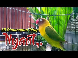 LOVEBIRD DIMANAPUN TETAP NYAUT, Berkat Di Pancing Dengan Suara Burung Lovebird Ngekek Panjang Satu