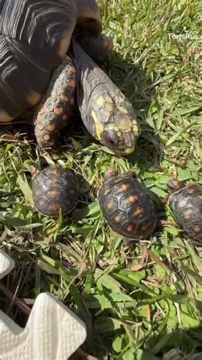 She lived with a male 16 years…Then This🐢