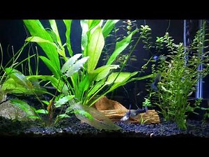Growth And Care for an AMAZON SWORD Beginner plant and propagating