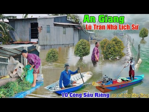Lũ tràn nhà lịch sử An Giang 10 công sầu riêng ao cá tiêu tùng dân không còn chỗ ngủ
