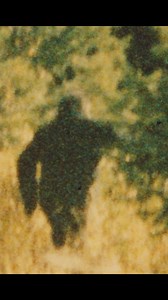 American Bigfoot is the new Document #sasquatch #bigfoot #bigfootsighting #bigfootresearcher #bigfootvideo | Todd Standing