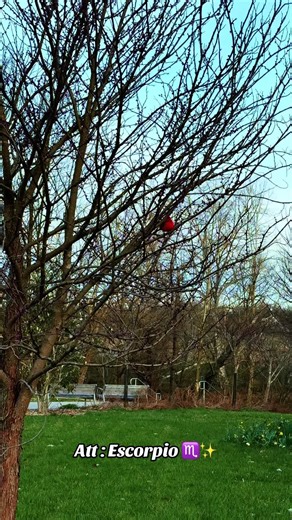 Escorpio: Poder y Emoción ♏️✨