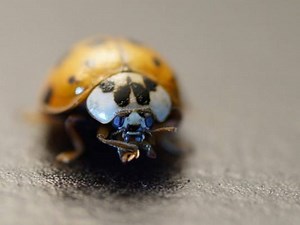 Seen these Lady Bug look-alikes around your home? A warning before our temperatures take a plunge: http://bit.ly/2h8zbXW | KVUE