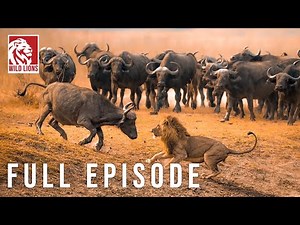 SERENGETI | Battle for Survival in Predator Territory | wild nature - nature animal documentary