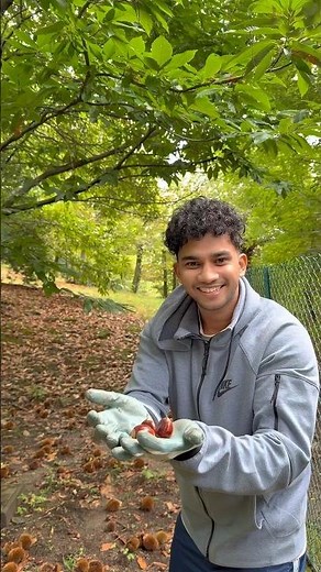 What is this nut called in your language?