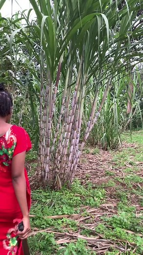 Village Inspired Rice Recipe for Homemade Delights