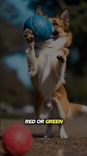 Dogs DON’T See in Black & White?! 😱 Here’s the Truth!