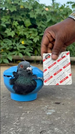 How to Treat a Sick Pigeon 🕊️ | Easy Home Remedy for Bird Recovery #PigeonCare #SickPigeon