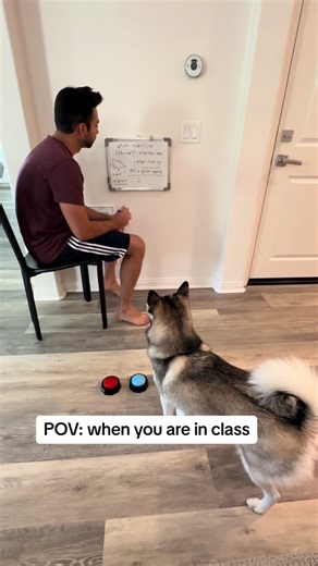 Sapphie the Smart Dog Returns to School