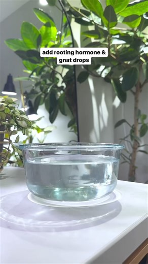 TIME TO CHOP 📣 Spring is the best time to prune your houseplants. They’ll grow faster than ever & you’ll get lots of branching! Looking at your plants now, which ones need a trim? ✂️ I have quite a few more that need it! Don’t be afraid to go for it. Once you do you’ll see how happy your plants are! Find these products in my Amazon storefront through the link in my bi0 💚 #houseplants #propagation #midwest #midwestblogger #midwestliving #omaha #nebraska #plantblogger #plantlady #planttips #plan