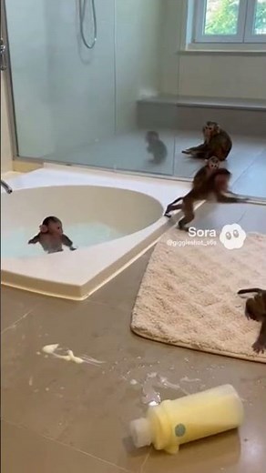 Baby Monkeys Causing Chaos in the Bathroom! 🐒🚿 | Funny Monkey Family Moments #giggleshot