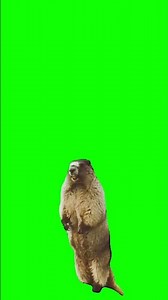 Bear shouting green screen meme