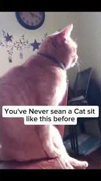 Where is he looking?🤔 #funny #cat