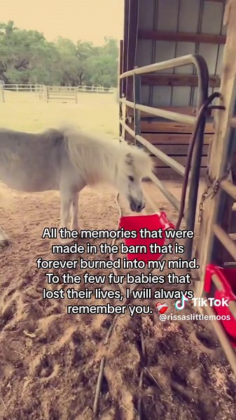 Its been 3 weeks since I lost everything in a barn fire. Emotions are still running high & its setting in that this wasnt jusy a horrible dream. Please help & share in anyway possible so I can continue to rebuild my business. GoGundMe link is in my bio & full story is on Facebook ❤️‍🩹 #tragic #prayers #smallbusiness #cows #cowsoftiktok #babiesoftiktok #firefighter #prayersneeded #fypシ゚viral #floridacheck #animalrescue #photoshoot #photooftheday #smallbusinesscheck #singlemomma #smallbusinesstik