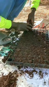 Sowing seeds on planting trays (bell pepper) | Farm with Tonny greenhouse and irrigation solutions